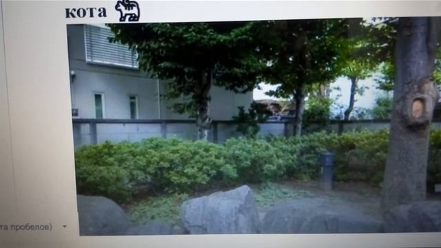 ? Тест, улучшающий память и внимательность - рекомендован пожилым людям: найдите дворового кота ? смотреть онлайн