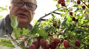 А ваш крыжовник какой самый любимый?