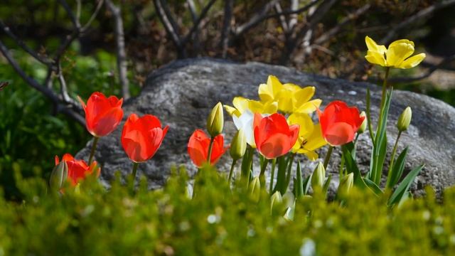 Подснежник .Первые весенние цветы .Пробуждение природы . смотреть онлайн