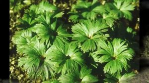 посев семян дельфиниума под зиму 2