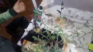 Традесканция силламонтана и Сеткреазия пурпурная