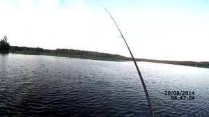 Поклевка щуки на поппер STRIKE PRO водоем ЛО (видео-факт) - ловля щуки на поппер в августе