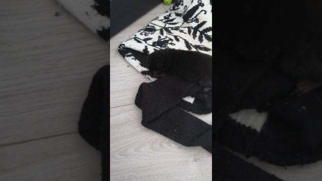 Норка - начало домашних приключений. смотреть онлайн