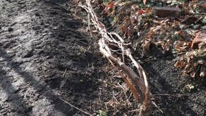 Укрытие винограда на зиму.