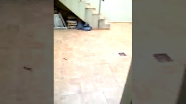 Alvarez Thomas y Lugones: amplio PH s/expensas reciclado a nuevo entrada independiente смотреть онлайн