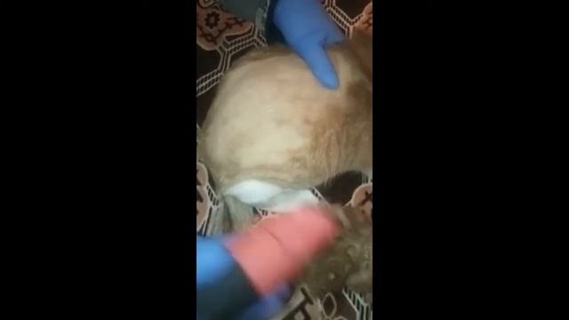 Машинка для стрижки животных tauger 65, стрижка кошки