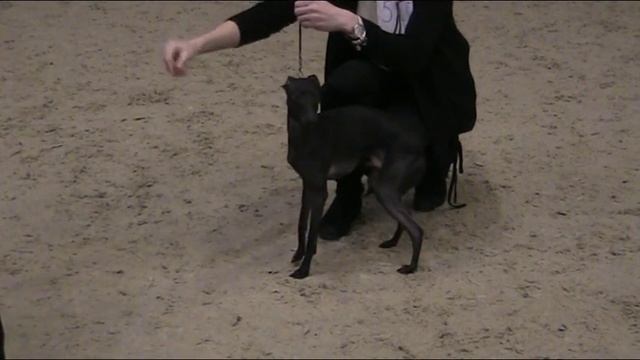 08.01.17 КЦ "Элита", ринг левреток смотреть онлайн