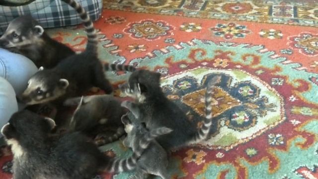 Мама Оля с носятами и о них. Бахчисарайский зоопарк. Крым.