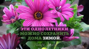 Эти однолетники можно сохранить дома зимой.??