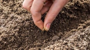 Выращиваю морковь сама.Лучшие методы посева морковных семян.