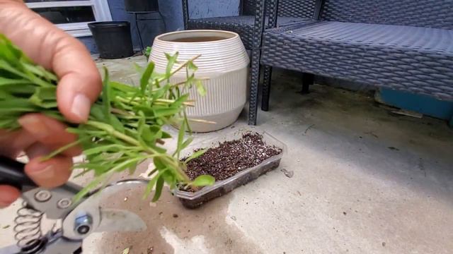 how to root lavender. смотреть онлайн