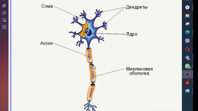 ПАМЯТЬ, ПОЛЕ, НАМЕРЕНИЕ | Анастасия Семко