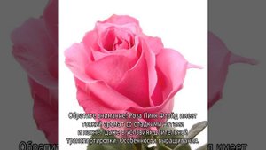 Роза Пинк Флойд