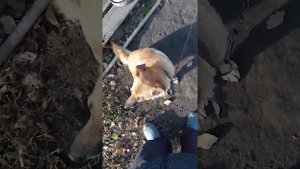 Эта собака умеет стоять на задних лапах