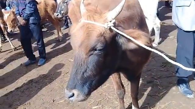 Шымбай мал базар 08.05.2022 Shimbay mal bazar/Скотный рынок/Шымкент мал базар/Сарыагаш мал базар