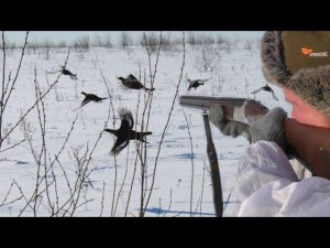 Зимняя охота на тетерева на лунках. Большая стая косачей взлетела из под ног.