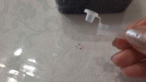 МНОГОЛЕТНИК ИЗ СЕМЯН/ СЕЮ ПАМПАСНУЮ ТРАВУ И ПОКАЗЫВАЮ ПЕРВЫЕ ВСХОДЫ