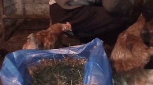 Сделал в подземном курятнике подстилку с живыми бактериями / Куры в погребе/