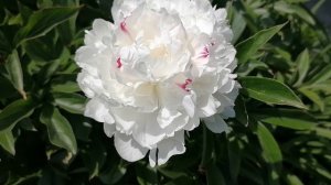 Старинный пион Фестива Максима (Festiva Maxima) - первое цветение после пересадки. Июнь 2023