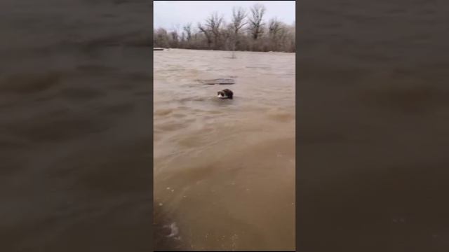 «Сейчас мы тебя спасем»: спасатели достали из воды кота в Оренбургской области / Известия