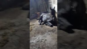 самый быстрый скакун родился