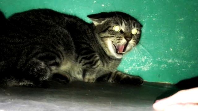 Что означает кошачье мяуканье?!