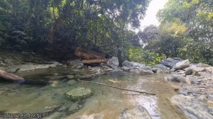 Make a basket to trap all stream fish, survival alone, survival instinct