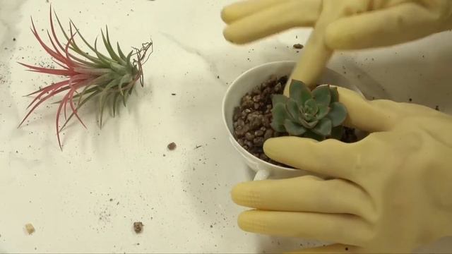 로얄코펜하겐 찻잔에 귀여운 다육이 심는 법 🌵❤️ [#원오브원 꿀팁🍯] смотреть онлайн