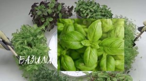 РАСТЕНИЯ - РЕПЕЛЕНТЫ избавят вас от комаров!