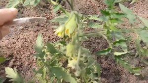 Почему вырастают уродливые помидоры