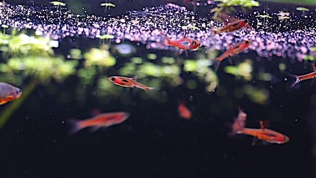 Chili Rasbora School for my Jungle Aquascape! смотреть онлайн
