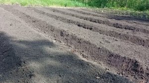 Способ посадки клубники
