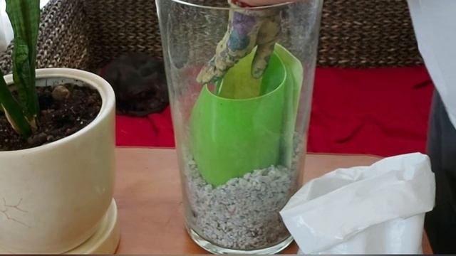 Сансевиерия пересадка в стеклянный вазон смотреть онлайн