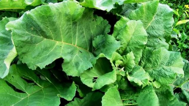 Я есть то, что я ем. смотреть онлайн