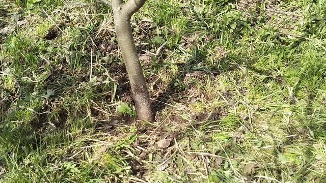☼как заставить плодовое дерево плодоносить
