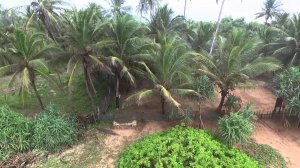 Из Югорска в Шри Ланку, съёмка с квадрокоптера. Sri Lanka, Ranna 212 (in the end of the video)