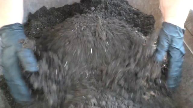 ПЕРЕСАДКА ЦВЕТУЩЕГО СПАТИФИЛЛУМА. Мои цветы. Мой опыт.