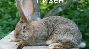 Распространенные породы кроликов .