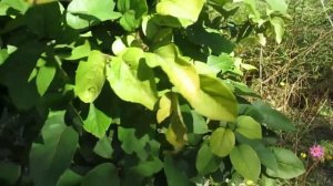 Еще один дубитель для обработки белой шкуры.