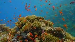 Шикарный отель Sentido Reef Oasis Senses Resort 5* (Египет зимой) Шарм-эль-шейх