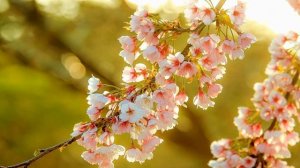 Времена года Весна