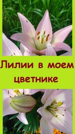 Лилия, которая зацвела первой в моем цветнике - делюсь радостью и красотой
#дача #огород #сад #garde