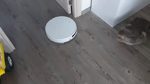 Обзор дешёвых пылесосов Xiaomi Mi Robot Vacuum Mop Essential и Mop,что изменилось.Дети и пылесосы смотреть онлайн