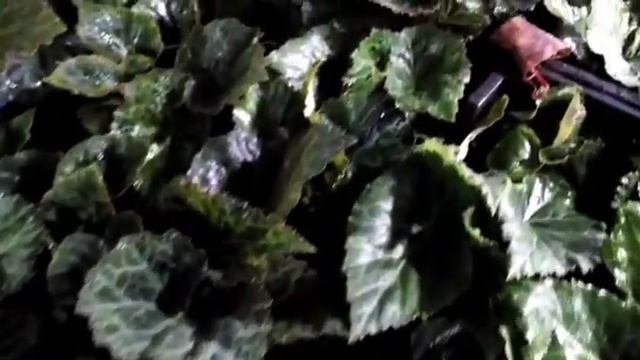 Питомник растений - Маргариты Ильбалеевой смотреть онлайн