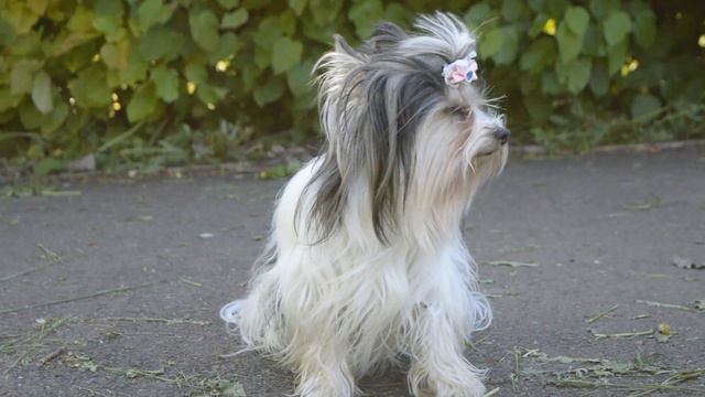 важное объявление смотреть онлайн