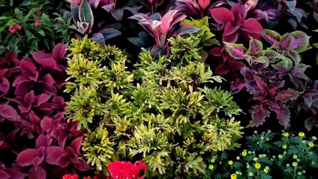 Plant Nursery Visit || Dhananjay Singh Nursery || Rose, petunia, Dianthus, snake, Ceramic pots🌵 смотреть онлайн