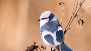 Белая синица – птица года Беларуси-2022