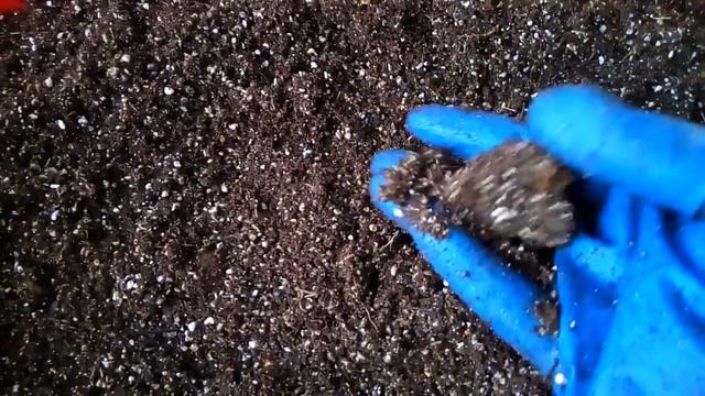 Фиалки для пенсионерки. Грунт готов! смотреть онлайн