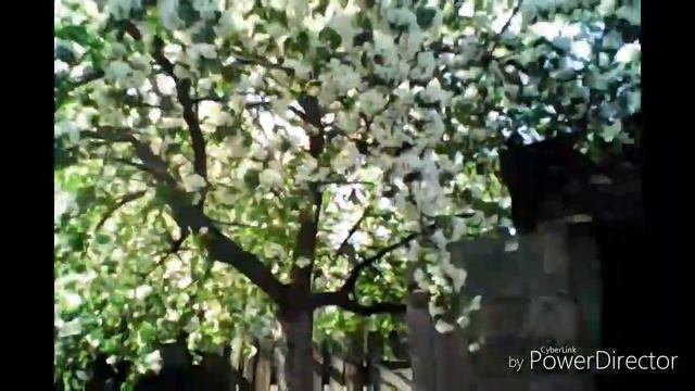 #ЯБЛОНЯ#ЦВЕТЫ? смотреть онлайн