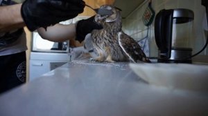 УШАСТАЯ СОВА